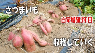 【毎年無料】自家増殖3年目のさつまいも収穫してくよ！