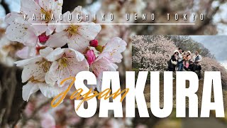 #เที่ยวญี่ปุ่น ตามหาซากุระคาวาฟุจิโกะสู่โตเกียว #sakura