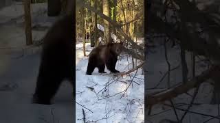 Drunk Russians soldier's workout with a bear.  #drunk #bear #russian