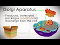 anatomy and physiology of the human cell in 7 minutes