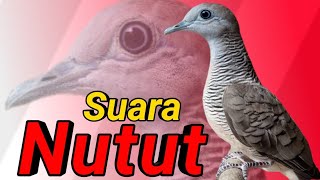 Perkutut lokal NUTUT jenis suara MEMANGGIL.