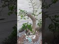 membentuk bonsai hasil dongkelan - konsep awal membuat bonsai dari bahan dongkelan