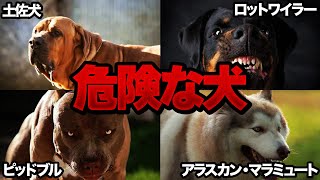 【ゆっくり解説】可愛いけど危険な本性を持つ犬５選