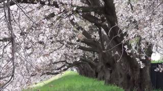 桜散る黒目川畔2017