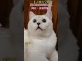 关掉空调后的猫，after you close air conditioner，your cat。 cat funny pet cats 熱門 pets animals summer