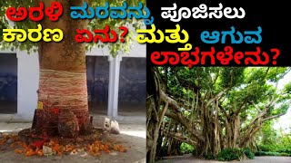 ಅರಳಿ ಮರವನ್ನು ಪೂಜಿಸಲು ಕಾರಣ ಏನು? ಮತ್ತು ಆಗುವ ಲಾಭಗಳೇನು?@purvipoint5090 @