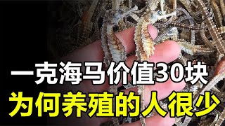 雄性才能生育后代的海馬，一克就價值30元，為何養殖的人卻很少？