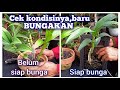 Pantas Aja Gak Mau Bunga Jika Anggrek nya Kayak Gini