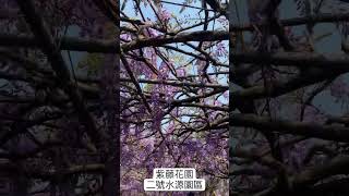 【自然嘻遊】淡水紫藤花園二號水源園區搶先看！開放第3天！#NATURE #TAIWAN #TRAVEL #SPRING