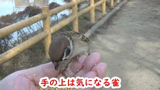 餌を貰いに手の上に来る雀と鳩 20230113 1（天満宮）