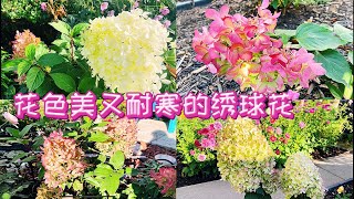 花园里表现不错的几个绣球花品种。【莎拉养花】