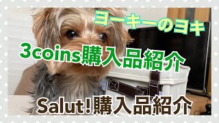 【ヨーキー⠀】【3coins購入品紹介】【Salut!購入品紹介】#ヨークシャーテリア#購入品紹介