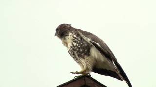 Red-tailed Hawk resting. Краснохвостый канюк (1382sp)