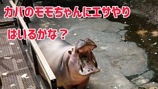 カバのモモちゃんに餌やり!入るかな？ 長崎バイオパーク Feed the hippo Momo-chan! Will you enter? Nagasaki Bio Park