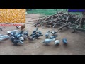 What to feed pigeons for fast breeding, Cheap pigeon diet and nutrition for breeders