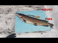 our 200th video small farm vlog @korpitalo self sufficiency fishing farm springhooks kuusamo