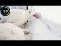 30 minutes of animals in the snow