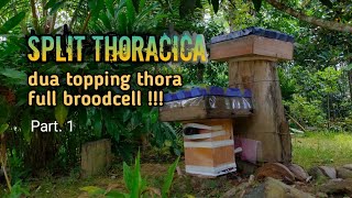 Split Dua Topping Thoracica Full Broodcell !!! (part.1)