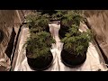 flowers stacking under @marshydro_official fc8000 new vs old ratio day 36 fast buds u0026 hso autos