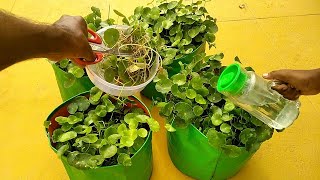 How to Grow Brahmi Plant Easy and Faster |  Bacopa Monnieri Leaves Growing Tricks | Vallarai Keerai8