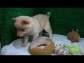 豆柴子犬12 5　女の子♀　摂州宝山荘　mameshiba dog puppy （mame shiba inu