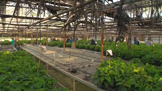 Community turns out for pointsettia greenhouse following fire