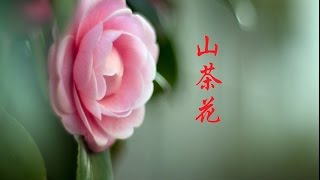 山茶花 Camellia Flowers