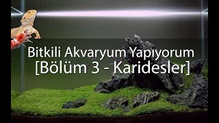 Bitkili Akvaryum Kuruyorum - Karidesler Geldi / Bölüm 3 ( Sakallı içerir )