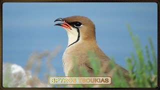 Νεροχελίδονο Φωνή - Collared Pratincole bird call