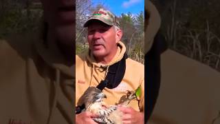 Redtail hawk rescue #shorts #animals