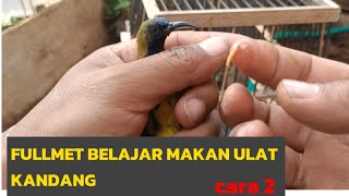 CARA melatih sogon MAKAN ULAT KANDANG#sogonfullmet