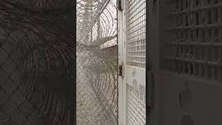 Staffing levels at state prisons questioned. #shorts #shortsvideo