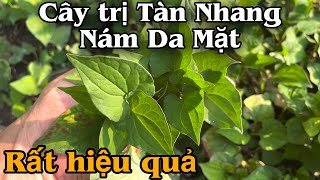 Cây trị Nám, Tàn Nhang, làm Sáng Da Mặt rất hiệu quả. PHAN HẢI Channel