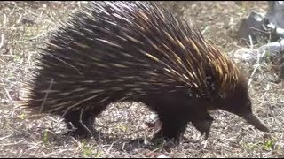 Short-beaked echidna foraging  (Tachyglossus aculeatus)