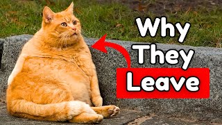 Why Do Cats Leave and Never Return? 6 Main Reasons