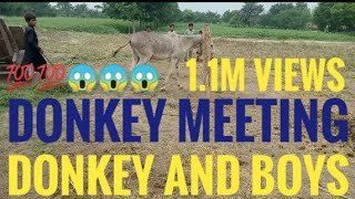 Village Donkey Meeting With Boys|krycie koni zimnokrwistych skolskish sokol
