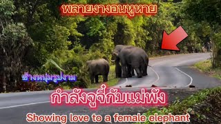 Ep.141 พลายงางอนจู๋จี๋พังสาว..พลายโยโย่วยังเร่งตามหา#เขาใหญ่ #elephant ##nature #animals #new