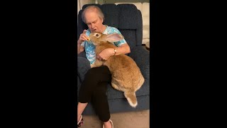 Big Rabbit Enjoying a Snack as Grandma Feeds Him and Talks to Him