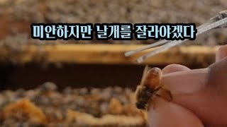 여왕벌의 날개를 잘라야 한다...이유는?