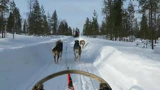 フィンランド、ラップランドの犬ぞりツアー