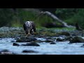 birder「サケを食べるハクトウワシ（bald eagle）」（菅原貴徳）