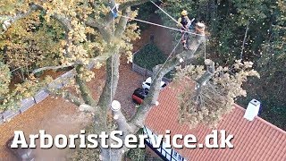 Tree Rigging - A Nice Drone Shot