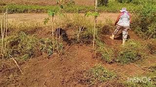 PREPARANDO A TERRA PARA PLANTA 🌿