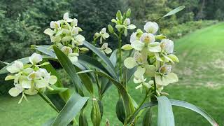 小章鱼兰花开爆盆 Encyclia radiata