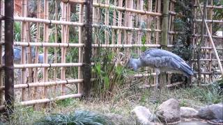 shoebill、竹垣越しに威嚇するハシビロコウ