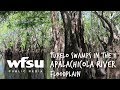 How do Tupelo Trees and Crawfish Help Apalachicola Bay?