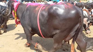 घोडेगाव बाजारातील सर्वात मोठी म्हैस | अडीच लाख रुपयाची म्हैस | High milking Biggest Buffalo