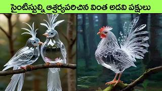 Unusual and Rarest Birds on Earth in telugu | most beautiful birds in the world | telugu facts