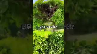 [황당영상] 말레이시아에서 일어난 이상한 교통사고 😱