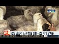 전남 강진서 또 ai 항원 검출…6천 마리 살처분 연합뉴스tv yonhapnewstv